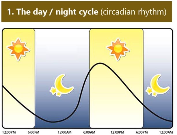 Circadian rhythm: higher in the day, lower at night